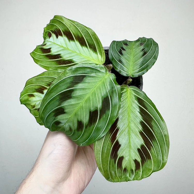 Maranta Black P9 #4
