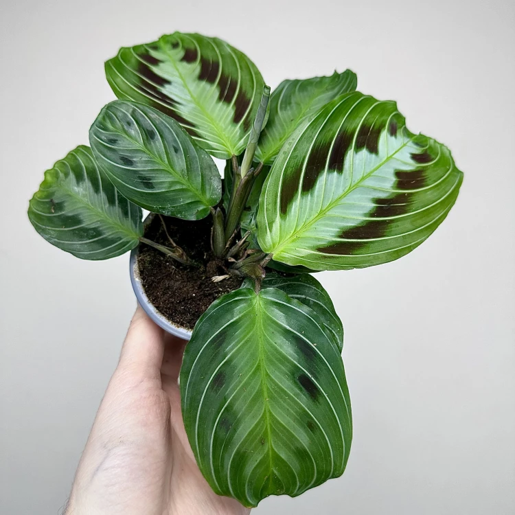 Maranta Black P9 #5