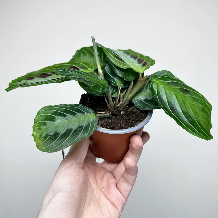 Maranta Black P9 #6