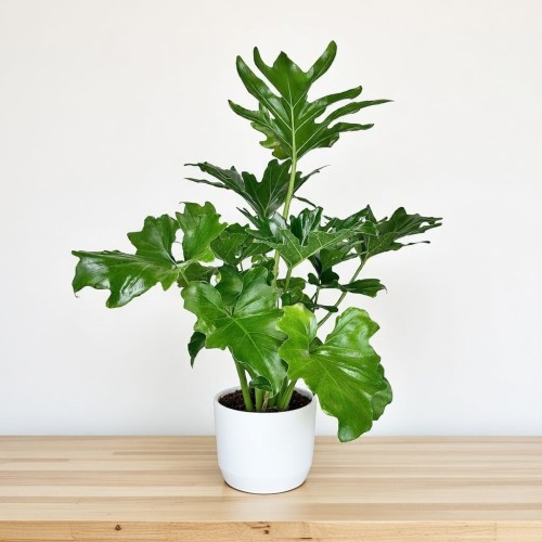 Philodendron Selloum Filodendron P17 #1
