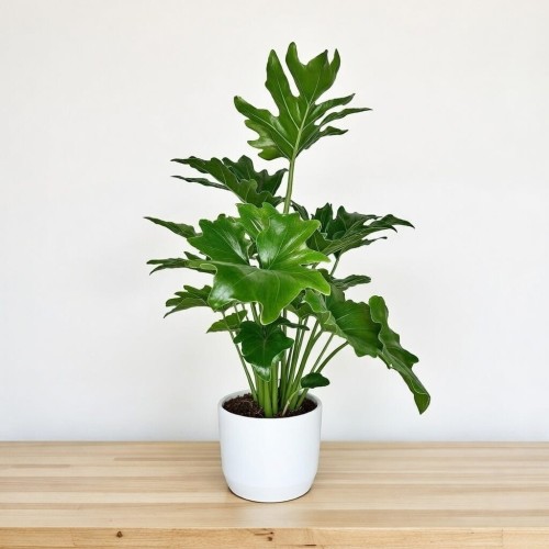 Philodendron Selloum Filodendron P17 #2