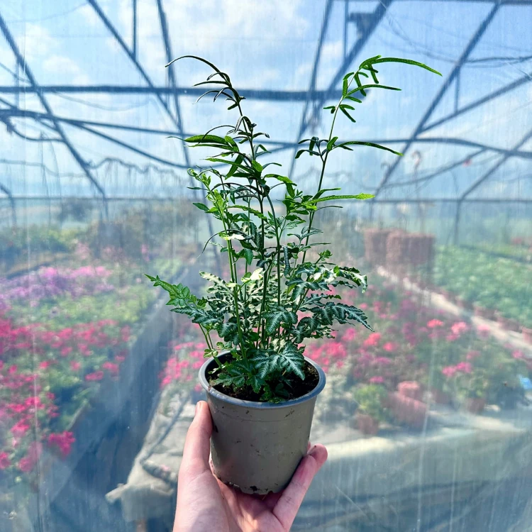 Paproć Pteris Evergemiensis #3