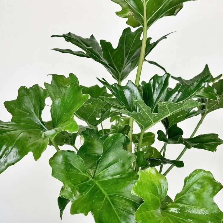 Philodendron Selloum Filodendron P17 #3