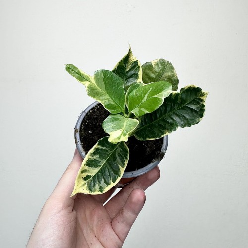Kroton Variegata Codiaeum Variegatum #2