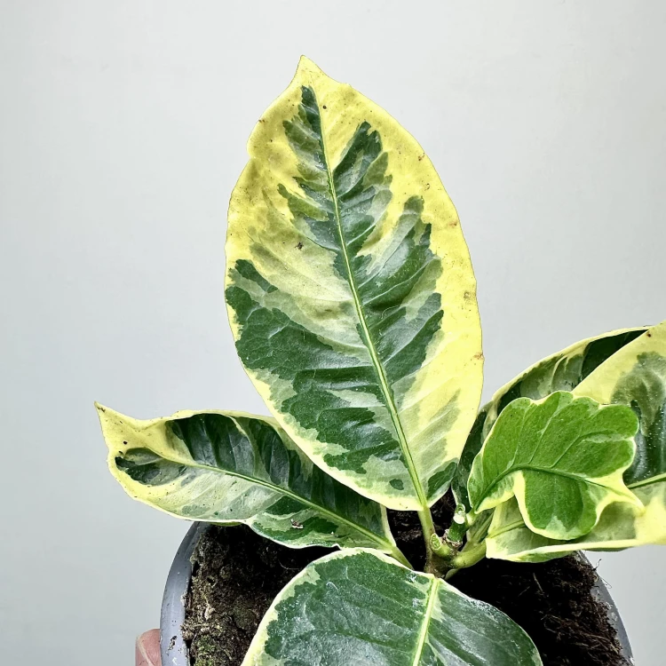 Kroton Variegata Codiaeum Variegatum #3