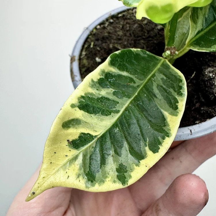 Kroton Variegata Codiaeum Variegatum #4