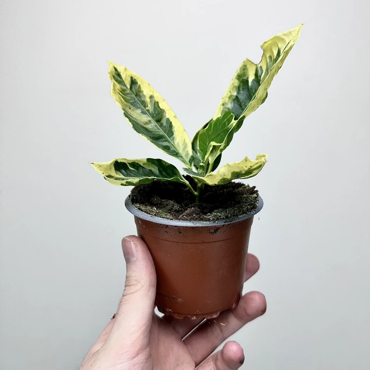 Kroton Variegata Codiaeum Variegatum #5