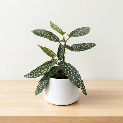 Begonia Double Dot P9 #1