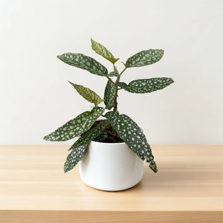 Begonia Double Dot P9 #1