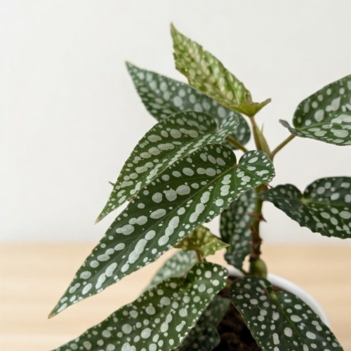 Begonia Double Dot P9 #2