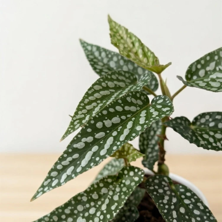 Begonia Double Dot P9 #2