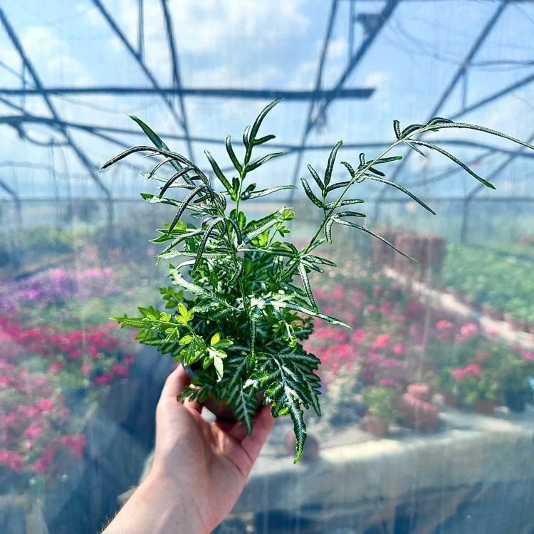 Paproć Pteris Evergemiensis #4