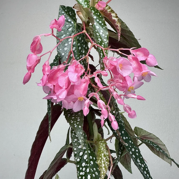 Begonia Double Dot P9 #5