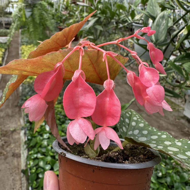 Begonia Double Dot P14 #6