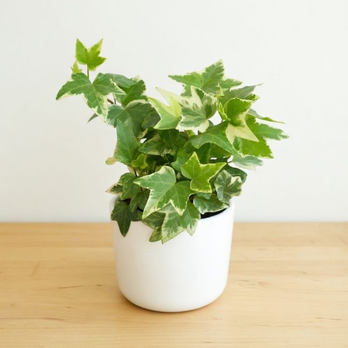 Hedera Variegata Bluszcz P9 #1