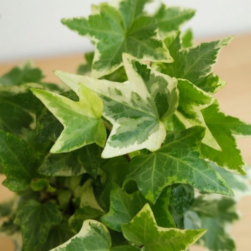 Hedera Variegata Bluszcz P9 #2