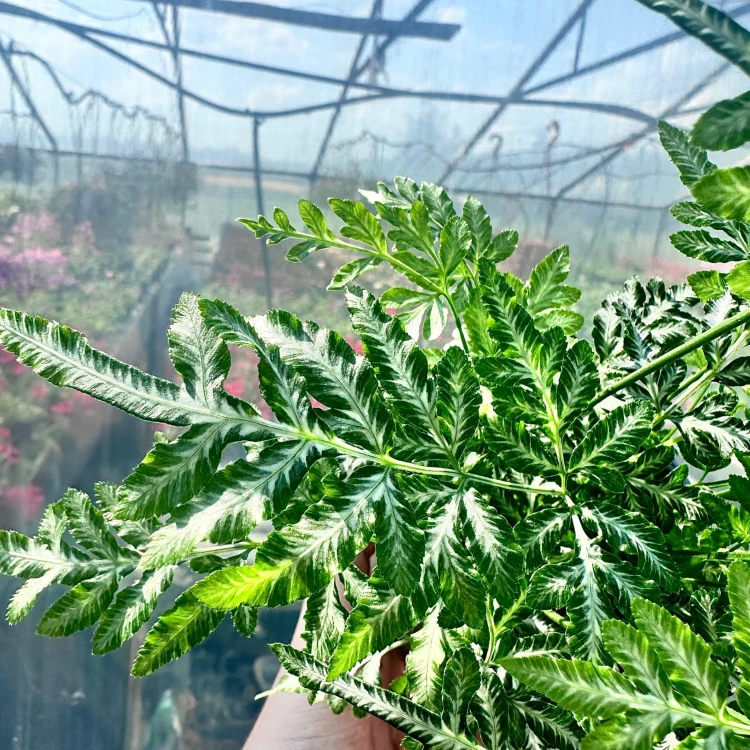 Paproć Pteris Evergemiensis #5