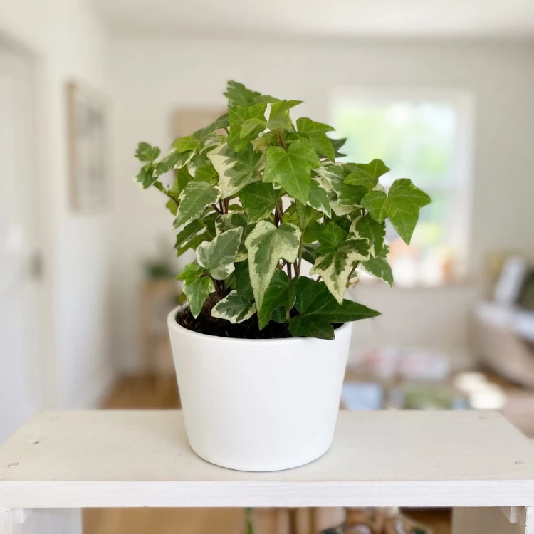 Hedera Variegata Bluszcz P9 #4