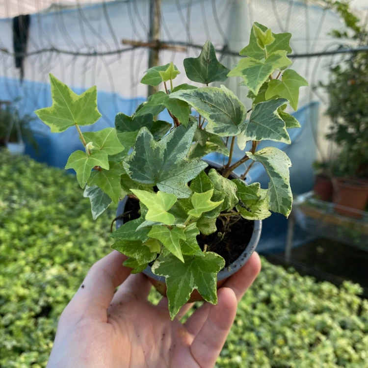 Hedera Variegata Bluszcz P9 #5