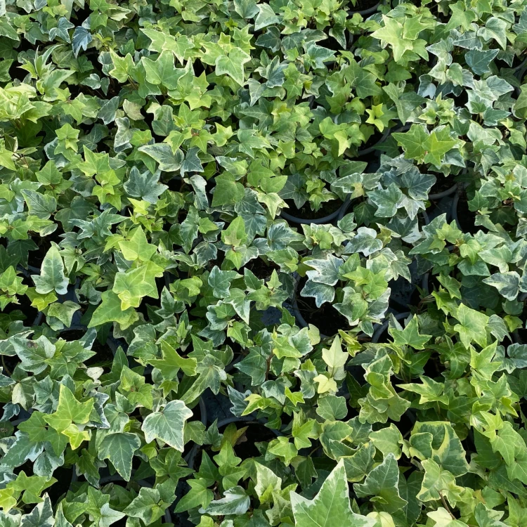Hedera Variegata Bluszcz P9 #6