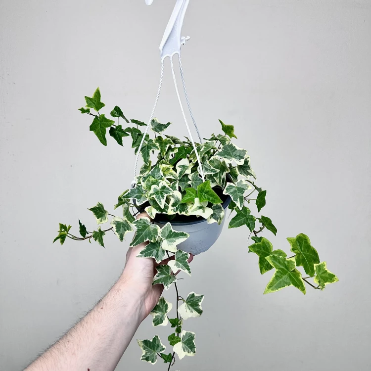 Hedera Variegata Bluszcz P17 wisząca #1