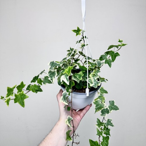 Hedera Variegata Bluszcz P17 wisząca #2
