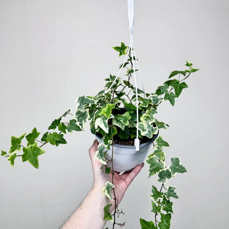 Hedera Variegata Bluszcz P17 wisząca #2