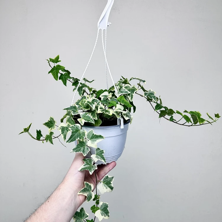 Hedera Variegata Bluszcz P17 wisząca #3