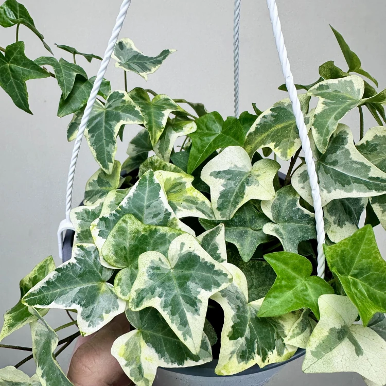 Hedera Variegata Bluszcz P17 wisząca #4