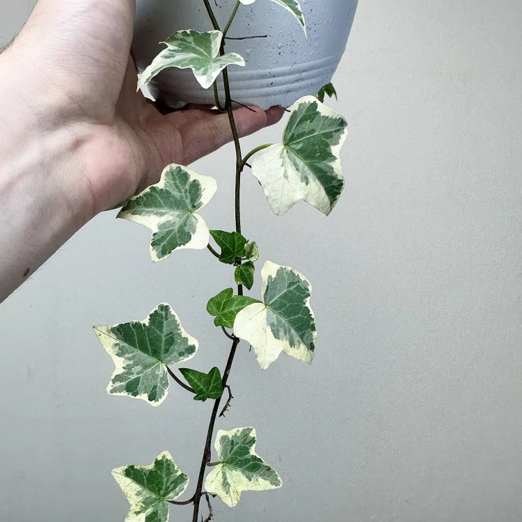 Hedera Variegata Bluszcz P17 wisząca #5