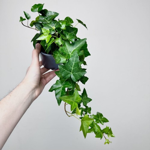Hedera helix bluszcz zielony P11 #1
