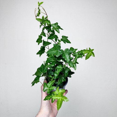 Hedera helix bluszcz zielony P11 #2
