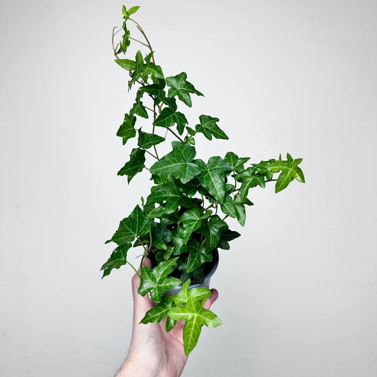 Hedera helix bluszcz zielony P11 #2