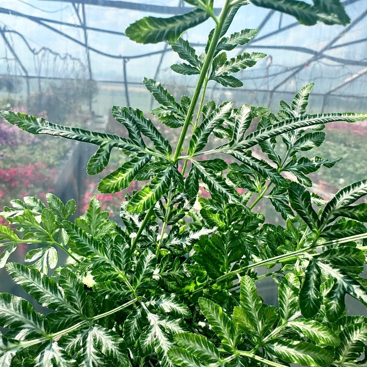Paproć Pteris Evergemiensis #6