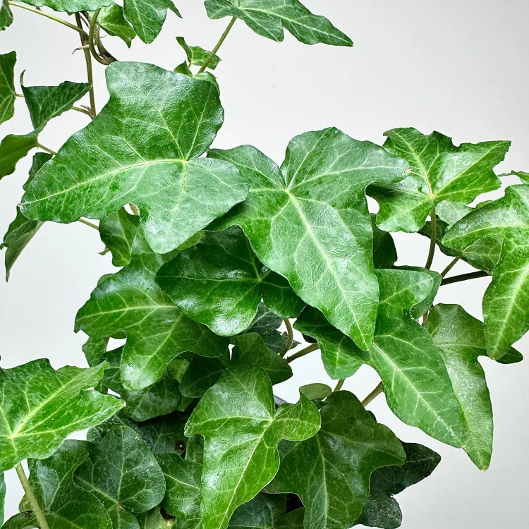 Hedera helix bluszcz zielony P11 #3
