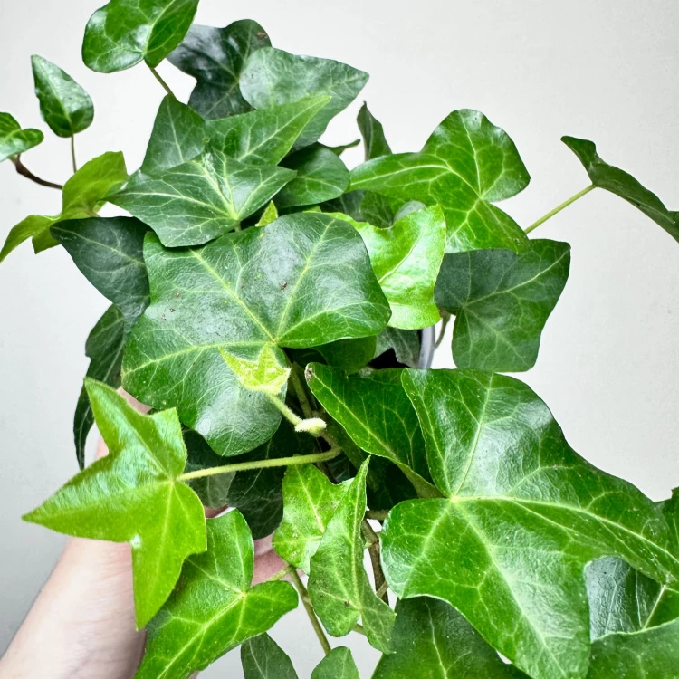 Hedera helix bluszcz zielony P11 #4