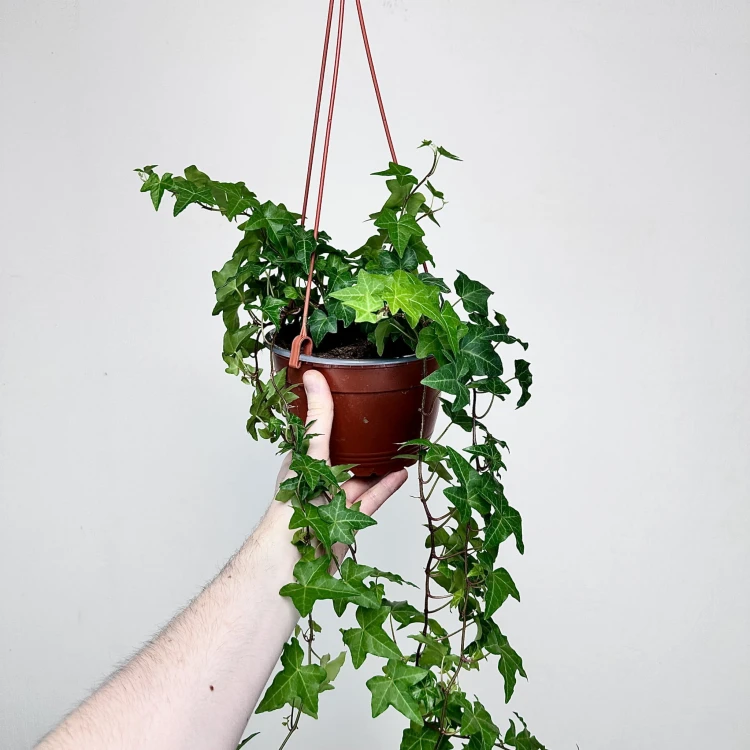 Hedera helix bluszcz zielony P17 wisząca #1