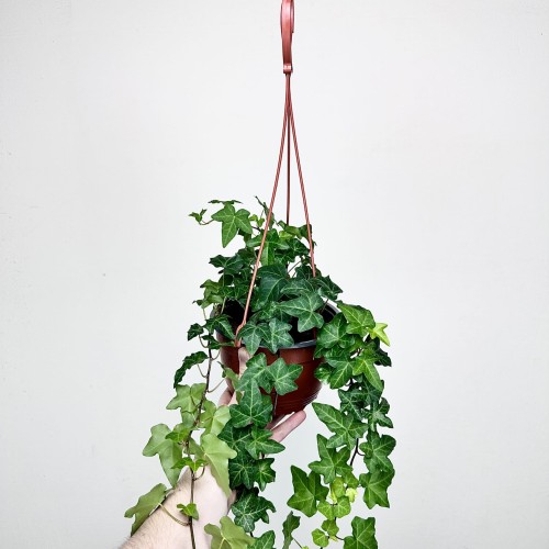 Hedera helix bluszcz zielony P17 wisząca #2