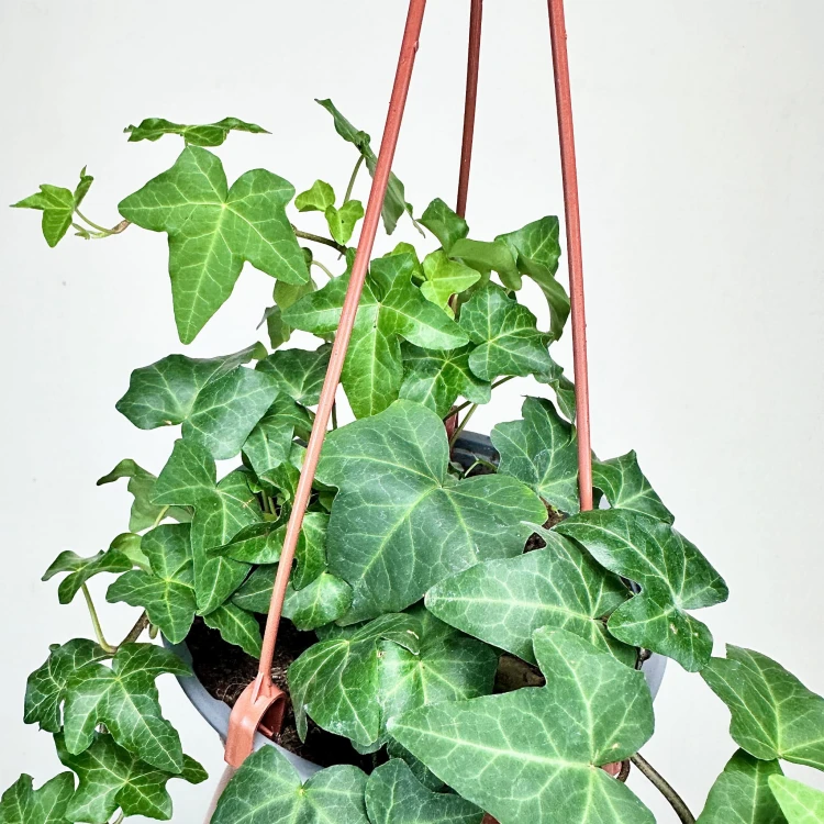 Hedera helix bluszcz zielony P17 wisząca #3