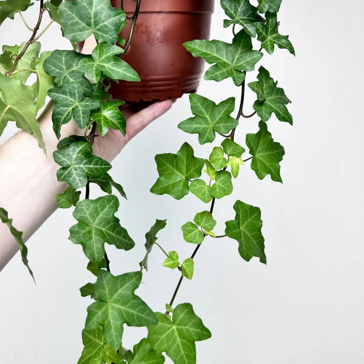 Hedera helix bluszcz zielony P17 wisząca #5