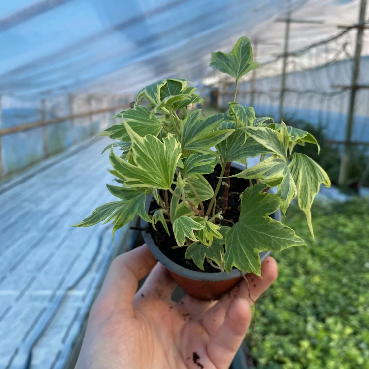 Hedera helix Yellow Ripple bluszcz P9 #5