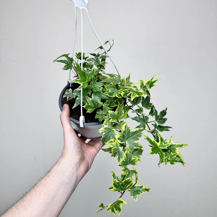 Hedera helix Yellow Ripple bluszcz P17 wisząca #1