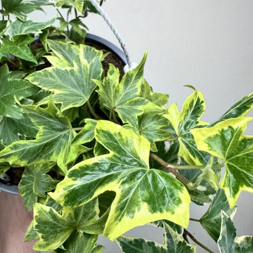 Hedera helix Yellow Ripple bluszcz P17 wisząca #2