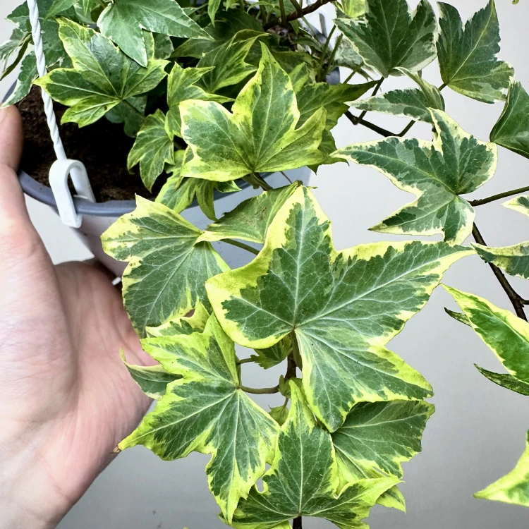 Hedera helix Yellow Ripple bluszcz P17 wisząca #3