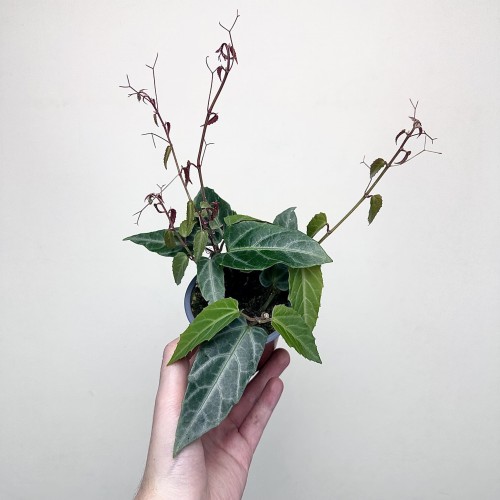 Parthenocissus Amazonica Jungle Vine Cissus P9 #1