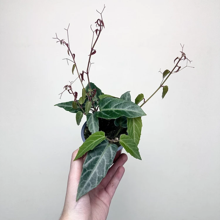 Parthenocissus Amazonica Jungle Vine Cissus P9 #1