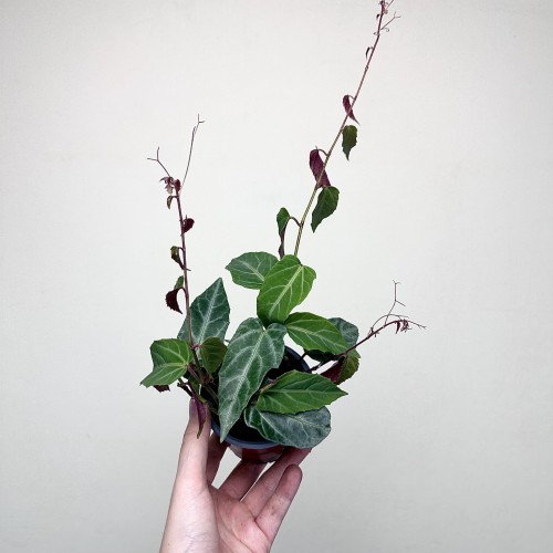 Parthenocissus Amazonica Jungle Vine Cissus P9 #2
