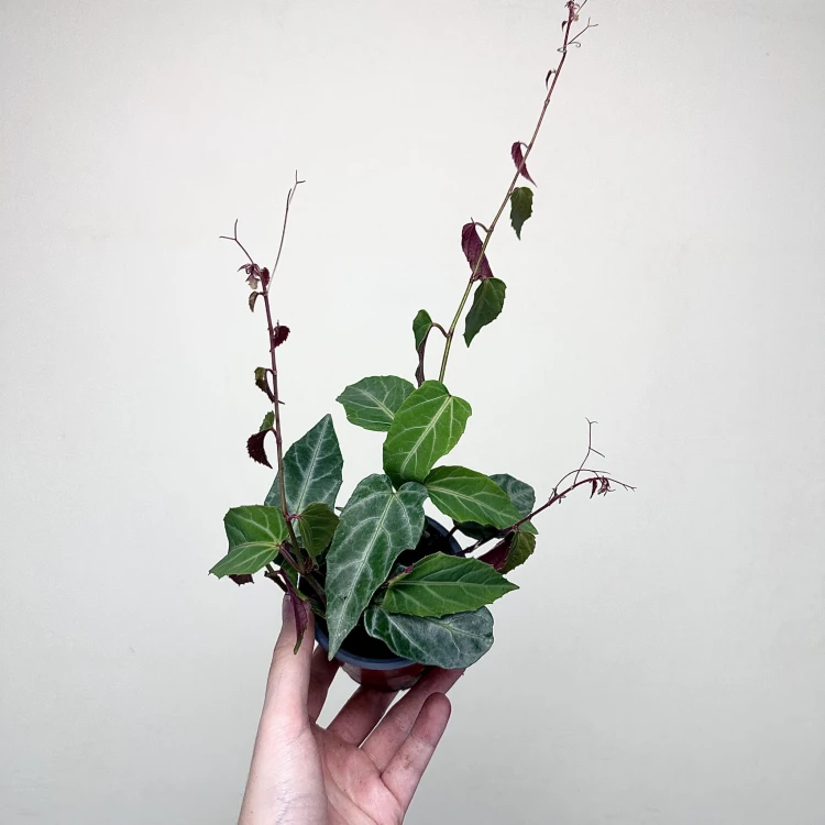 Parthenocissus Amazonica Jungle Vine Cissus P9 #2
