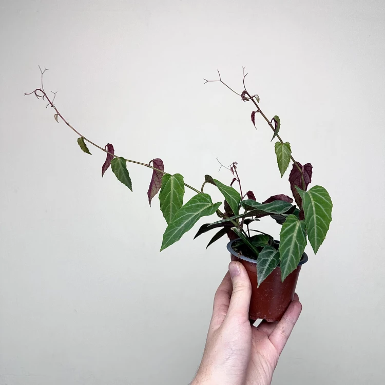 Parthenocissus Amazonica Jungle Vine Cissus P9 #3