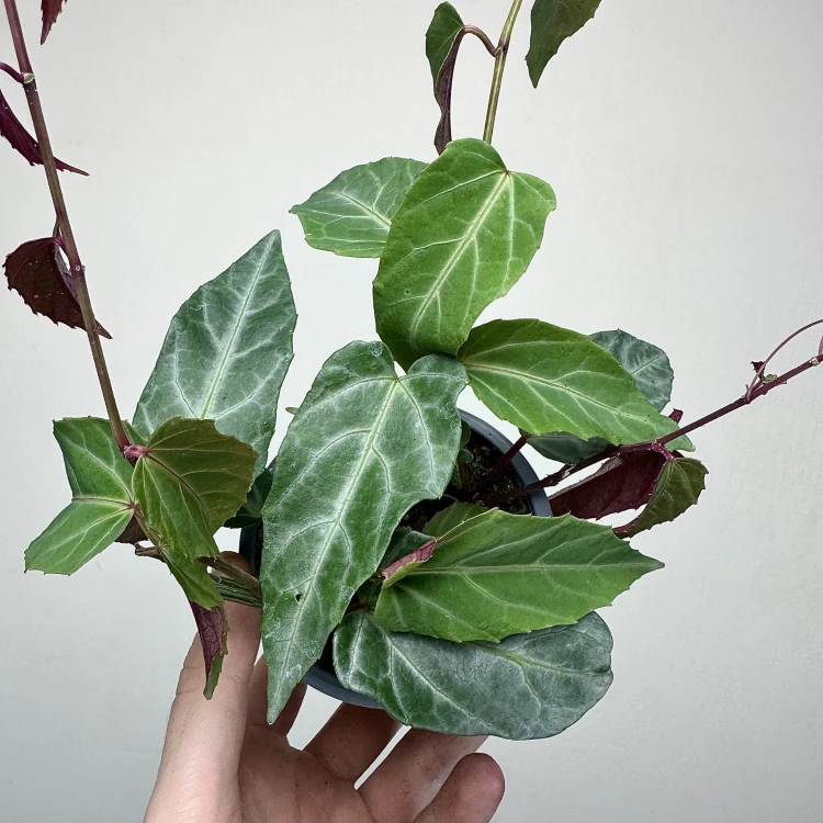 Parthenocissus Amazonica Jungle Vine Cissus P9 #4